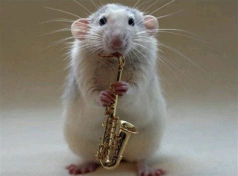 do rats prefer classical music over pop music